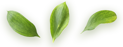 feuilles feuilles
